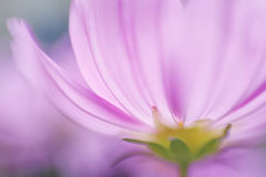 Cosmos