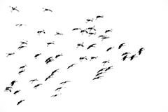 On The Whistling Wind