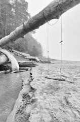 Driftwood Swing