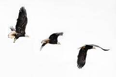 Flyby