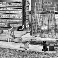 Nine Farm Cats