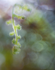 First Fiddlehead Of Spring