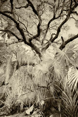 Everglade Oak