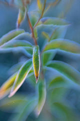 Frosted Fireweed