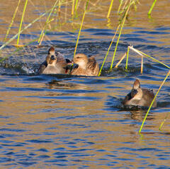 Gadwalls