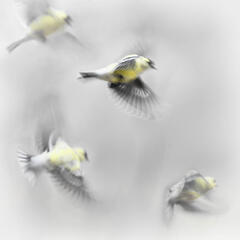 With The Wind