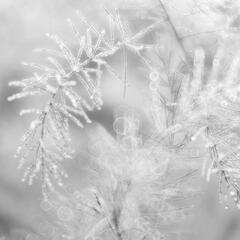 Morning Dew