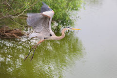 Great Blue Heron