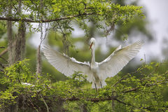 Great Egret The Delivery