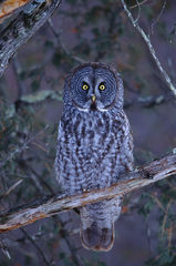 Great Gray Owl