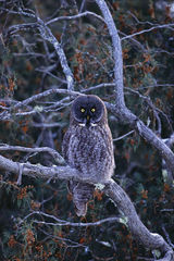 Great Gray Owl 