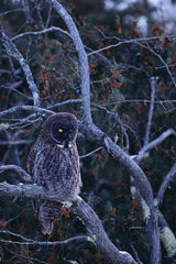 Great Gray Owl 