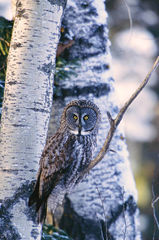 Great Gray Owl On Aspen