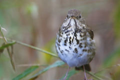 Hermit Thrush