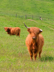 Ginger Coos