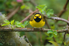 Hooded Warbler