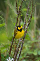 Hooded Warbler