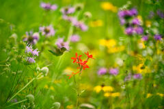 Secret Garden
