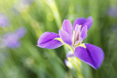 Wild Iris