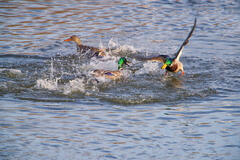 Sparring Mallards