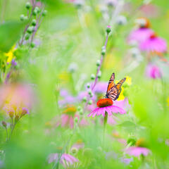 Monarch