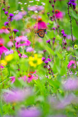 Prairie Summer