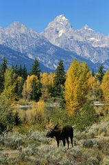Moose In The Tetons