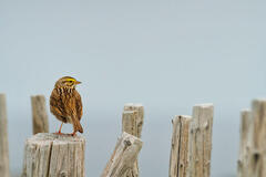 Savannah Sparrow