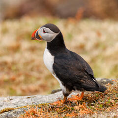 Puffin