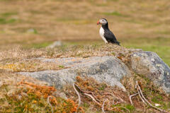 Guarding The Borrow