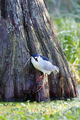 Night Heron