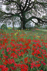 Phlox And Live Oak