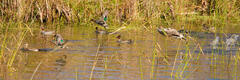 Backwater Takeoff