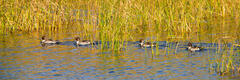 Traveling Pintails