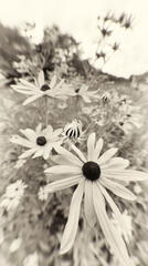 Summer Prairie