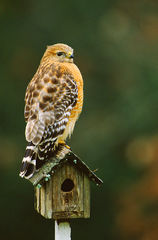 Red-shouldered Hawk