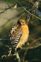 Red-shouldered Hawk