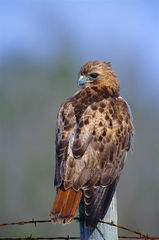 Red-tailed Hawk