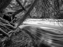 Beneath The Cedars