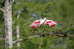 Roseate Spoonbill Greeting