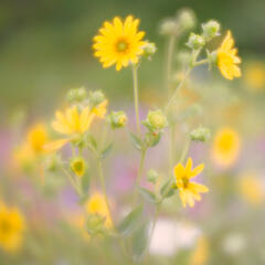 Silphium Integrifolium