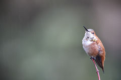 Rufous In The Rain