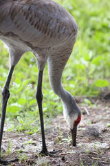 Sandhill Crane