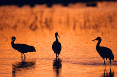 Sandhill Sunset