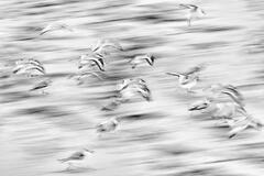 Taking Flight