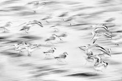 Sandpipers Taking Flight