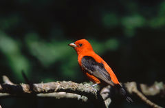 Scalet Tanager