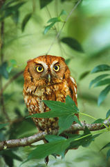 Screech Owl