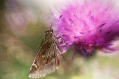 Skipper And Thistle