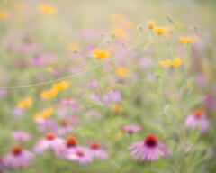Prairie Morning